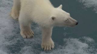 Polar bear touches our ship [upl. by Ylaek]