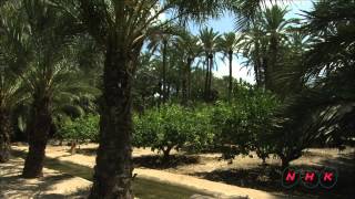 Palmeral of Elche UNESCONHK [upl. by Ayhtin]