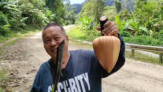 Foraging for Gigantic Borneo Banana Musa borneensis Flowers with Murut and Iban Hunters [upl. by Spike]