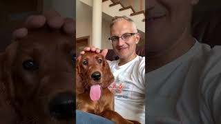 Irish Setter Puppy  12 weeks irishsetter [upl. by Ybocaj]