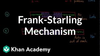 FrankStarling mechanism  Circulatory system physiology  NCLEXRN  Khan Academy [upl. by Sidell]