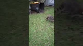 RACOONS in my Yard racoons racoonwildanimalswildanimal [upl. by Rosenblast]