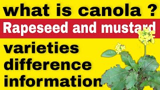 what is canola rapeseed and mustard difference canola varieties [upl. by Veradis431]