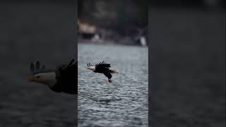 A call to action vikings valhalla norseup wildlife baldeagle eagle wildlifephotoghraphy [upl. by Imot]