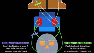 Spinal PathwaysTracts  Part 2  Ascending and Descending Tracts Overview  Anatomy Tutorial [upl. by Nerraw159]