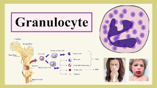 granulocyte [upl. by Sherurd632]