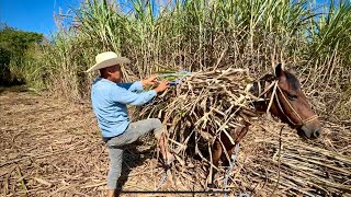 Ventajas de alimentar el ganado con la caña de azúcar para pequeños ganaderos [upl. by Ayarahs]