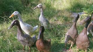 Runner ducks on alert mode [upl. by Fadil]