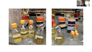 LB agar plates  theory amp practice [upl. by Aleet]