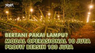 Untung 180 Juta Sekali Panen Setahun Bisa 4 Kali Panen Dengan Metode Lampu [upl. by Gothart]