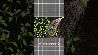 How to grow Mahabaleshwar Strawberry in your Garden Easy guide [upl. by Ajssatsan158]