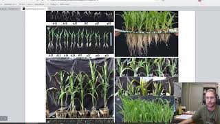 Can CRISPRCas9 genome editing dwarf maize [upl. by Cummings]