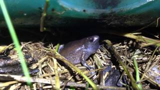 Eastern narrowmouth toad call [upl. by Ahsatam551]