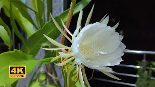 Epiphyllum Oxypetalum Flower Unveiling the TimeLapse Beauty [upl. by Keverne]