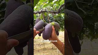 What fruit is thisshorts agriculture modernfarmer youtbeshorts noamanreaction cropmanagement [upl. by Leunamme]