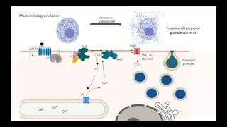 GPCR IP3 DAG pathway [upl. by Bertrando]