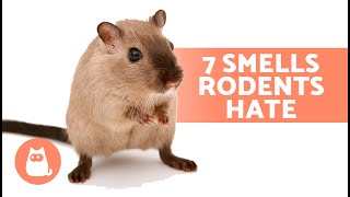 7 SMELLS That MICE and RATS HATE 🐀❌ They Cant Stand Them [upl. by Akeme]