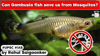 Gambusia fish introduced to control mosquitoes in UP Is it a sustainable solution  UPSC UPPSC [upl. by Olraced]