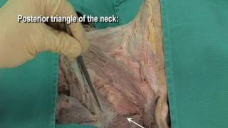 12 Step 3 Anterior and posterior triangles of the neck [upl. by Sanjiv]