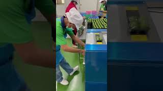 Cling film wrapping machine [upl. by Zedecrem]