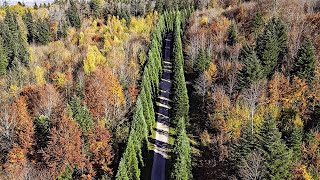 Drone Views of Switzerland in 4k Autumn in Ringlikon UitikonWaldegg [upl. by Hanahsuar]