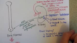 Erythropoiesis Red Blood Cell Formation [upl. by Malas]