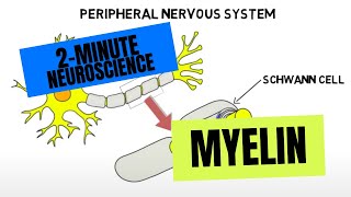 2Minute Neuroscience Myelin [upl. by Decamp257]