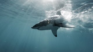 L’ ILE des GRANDS REQUINS BLANCS du PACIFIQUENORD  Chapitre 2 [upl. by Araihc96]