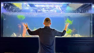 Aquascaping the 500 Gallon Plywood Aquarium Stocking Revealed [upl. by Okomom]