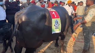 🌹🌹PDFA Jagraon Murrah Buffalo Beauty Compitition  Champion Murrah Buffalo [upl. by Yboc438]