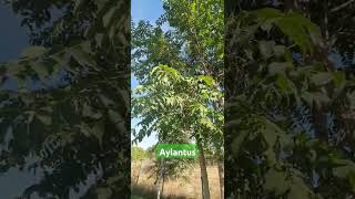 Aylantus Kokar Ağaç Ailanthus altissima [upl. by Rratsal]