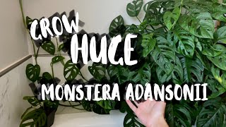 Monstera Adansonii Houseplant Care  Monstera Adansonii Plant Tips amp Tricks [upl. by Kristoforo106]