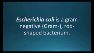 How to pronounce Escherichia coli E coli Pharmcabulary for Memorizing Pharmacology Flashcard [upl. by Ordnasil354]