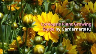 Coreopsis Growing Guide by GardenersHQ [upl. by Otte]