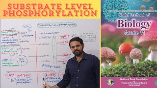 Substrate Level Phosphorylation  Bioenergetics  Class 11  NBF  FBISE [upl. by Ezequiel]