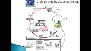 Sarcocystis spp Blastocystis sp [upl. by Belvia574]