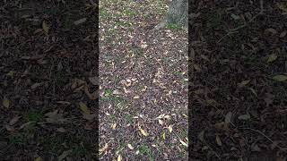 Common ash  ground litter  November 2024 [upl. by Tran806]