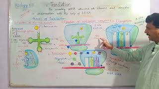 Biology XII  Phases of Translation in protein synthesis foryou viralvideo trending biology [upl. by Nylodnew]