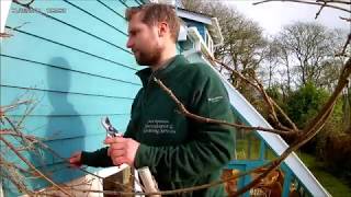 How to Winter Prune Wisteria [upl. by Legnaleugim936]