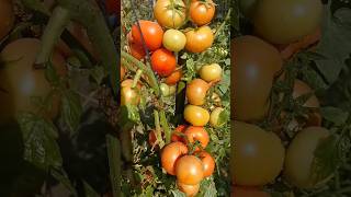 Amazing Results on Grafted Tomato Plants  Tomato Plant  Tomato Grafting [upl. by Temp]