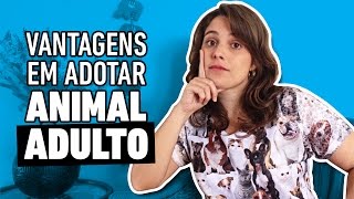 7 VANTAGENS EM ADOTAR CACHORRO ADULTO [upl. by Akahs]