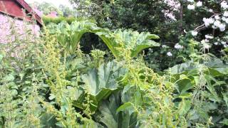 Gunnera Manicata  Dinosaur food [upl. by Marcella]