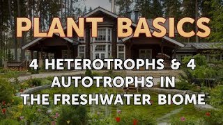 4 Heterotrophs amp 4 Autotrophs in the Freshwater Biome [upl. by Emanuel3]