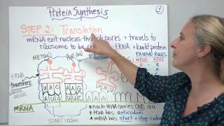 Protein Synthesis [upl. by Putnem721]