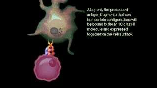 Antigen presenting cells Rate My Science [upl. by Alenas]