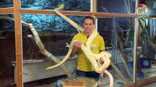 ReptilTV  Folge 36  Riesenschlangen  Teil 1  Pythons [upl. by Tanny56]