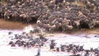 AMAZING FOOTAGE OF WILDEBEEST CROSSING THE MARA RIVER [upl. by Maurie]