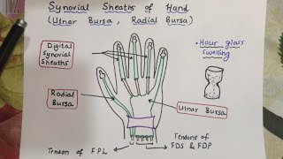 Synovial Sheaths of Hand  Upper Limb  Dr Ali  Doctor Z [upl. by Ilesara]