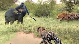 What Happened The Ultimate Battle Between Gorilla Vs Leopard To See Who Owns The Forest [upl. by Otina182]