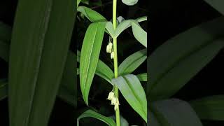 Polygonatum verticillatum ll 1 [upl. by Stanly676]